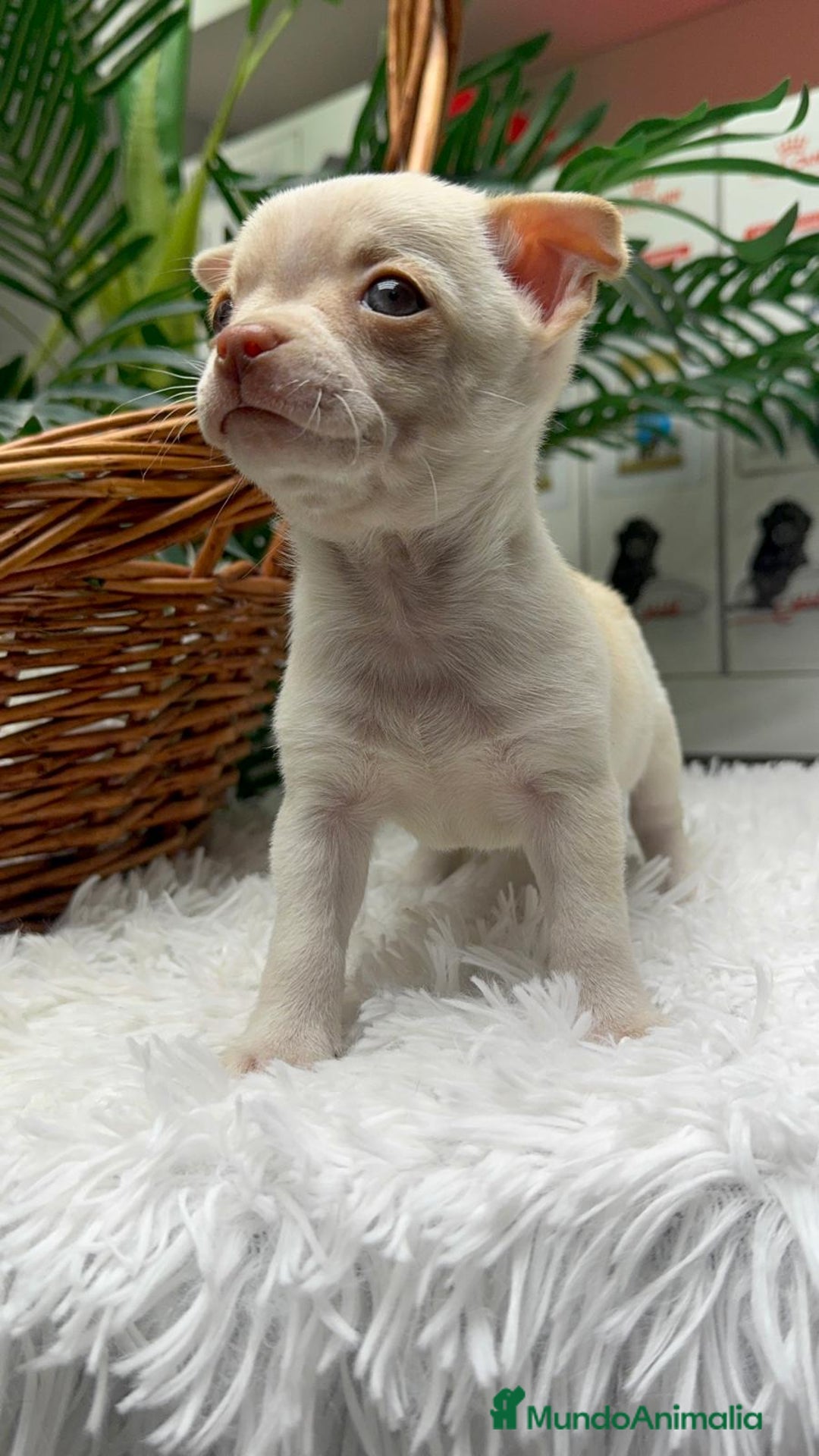 Chihuahua perros en venta: CHIHUAHUA MACHO - Anuncio 6