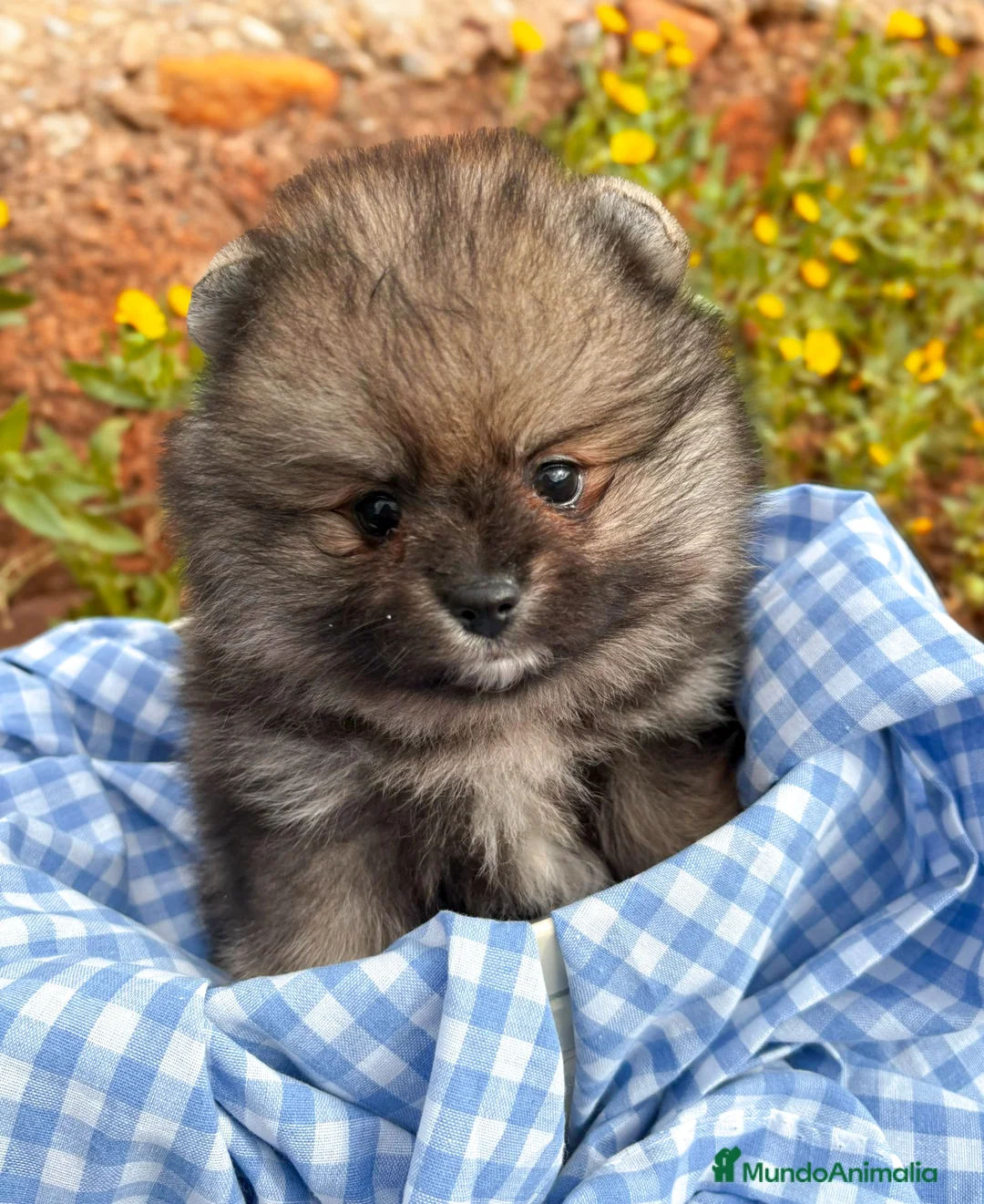 Pomerania perros en venta: Lulu de Pomerania - Anuncio 1
