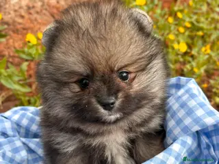 Pomerania perros Lulu de Pomerania - Anuncio 2