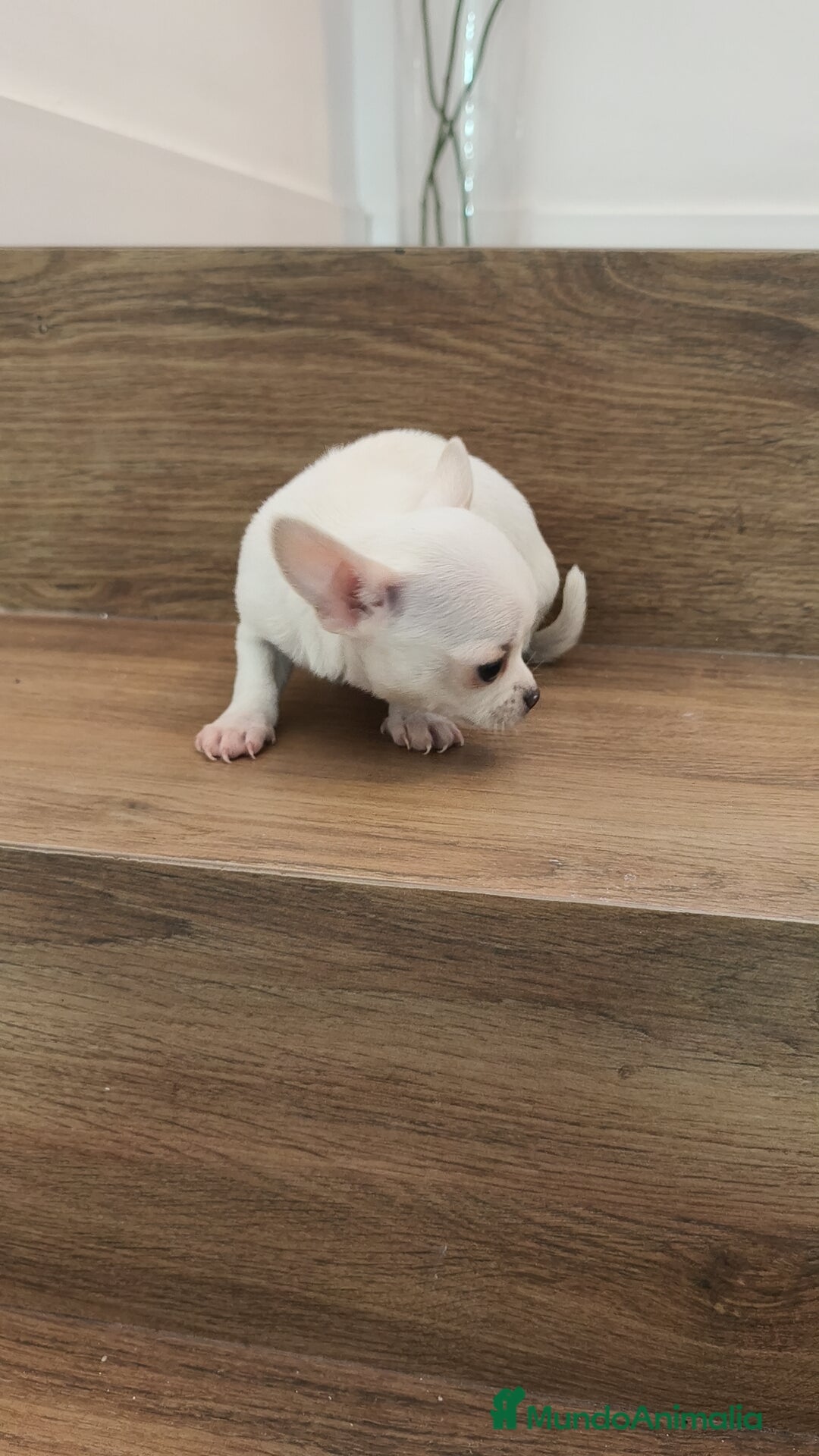 Chihuahua perros en venta: Chihuahua Toy  - Anuncio 2