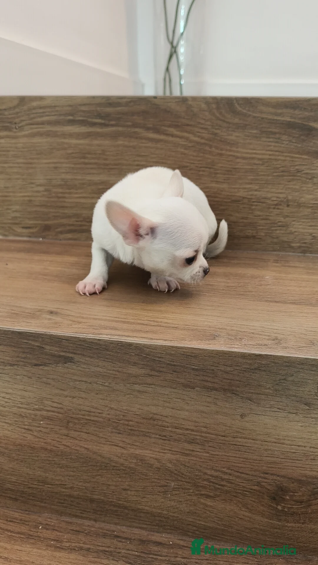 Chihuahua perros en venta: Chihuahua Toy  - Anuncio 2