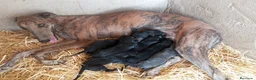 Galgo Español perros en venta: GALGO ESPAÑOL BLUE - Anuncio 2