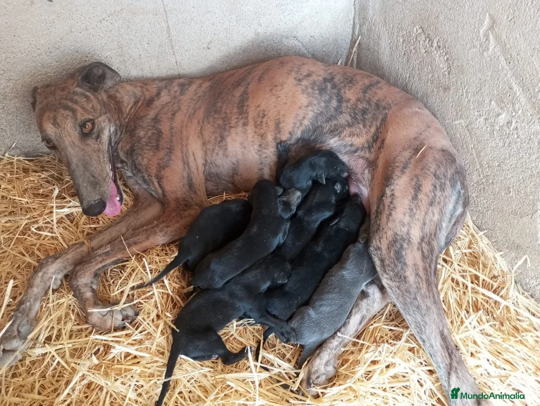 Galgo Español perros en venta: GALGO ESPAÑOL BLUE - Anuncio 2