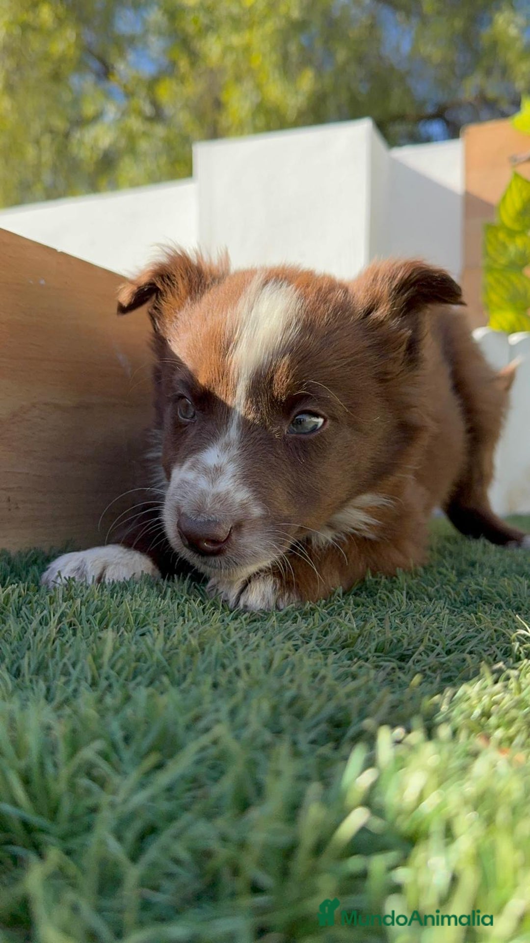 Border Collie perros en venta: BORDER COLLIE MACHO - Anuncio 5