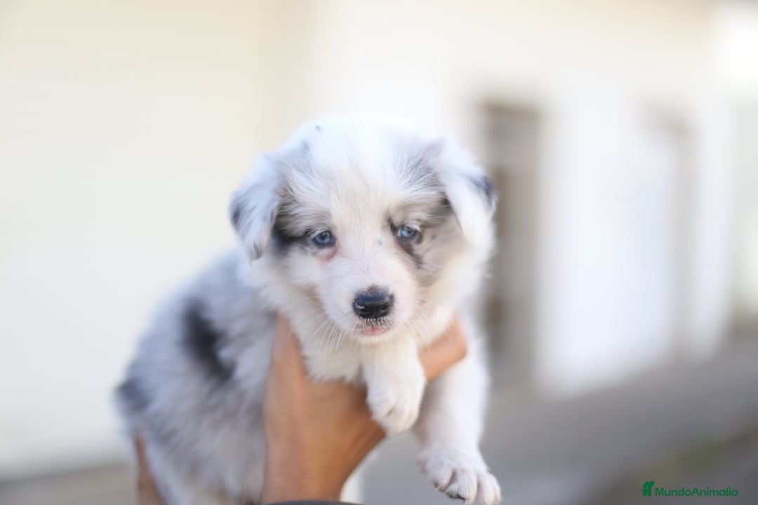 Border Collie perros en venta: Cachorros Border Collie  - Imagen 12