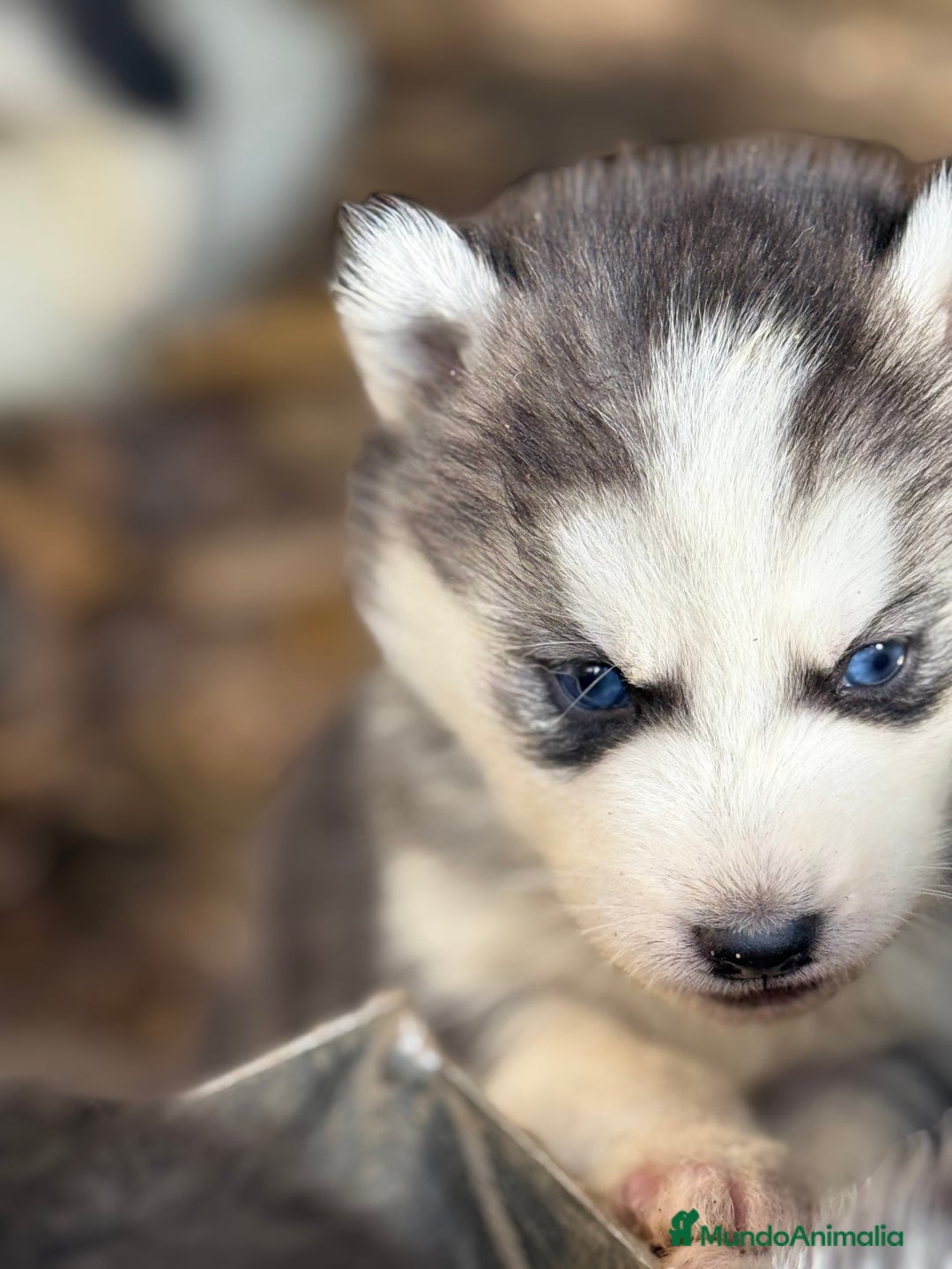 Husky Siberiano perros en venta: CAMADA HUSKY SIBERIANO - Anuncio 15
