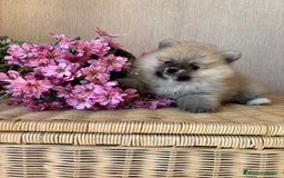 Pomerania perros en venta: Pomerania hembra color sable !!! - Imagen 6