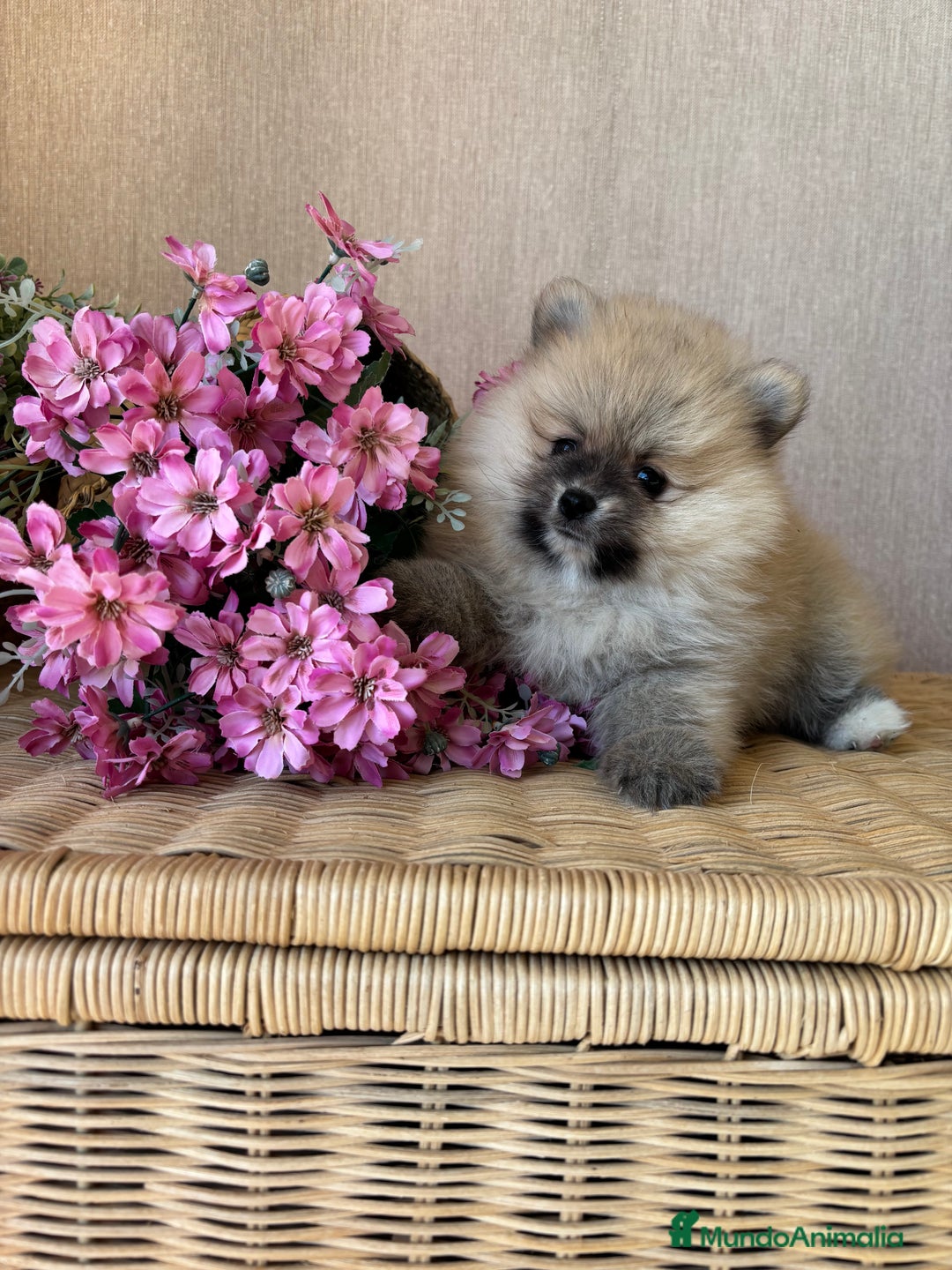 Pomerania perros en venta: Pomerania hembra color sable !!! - Imagen 6