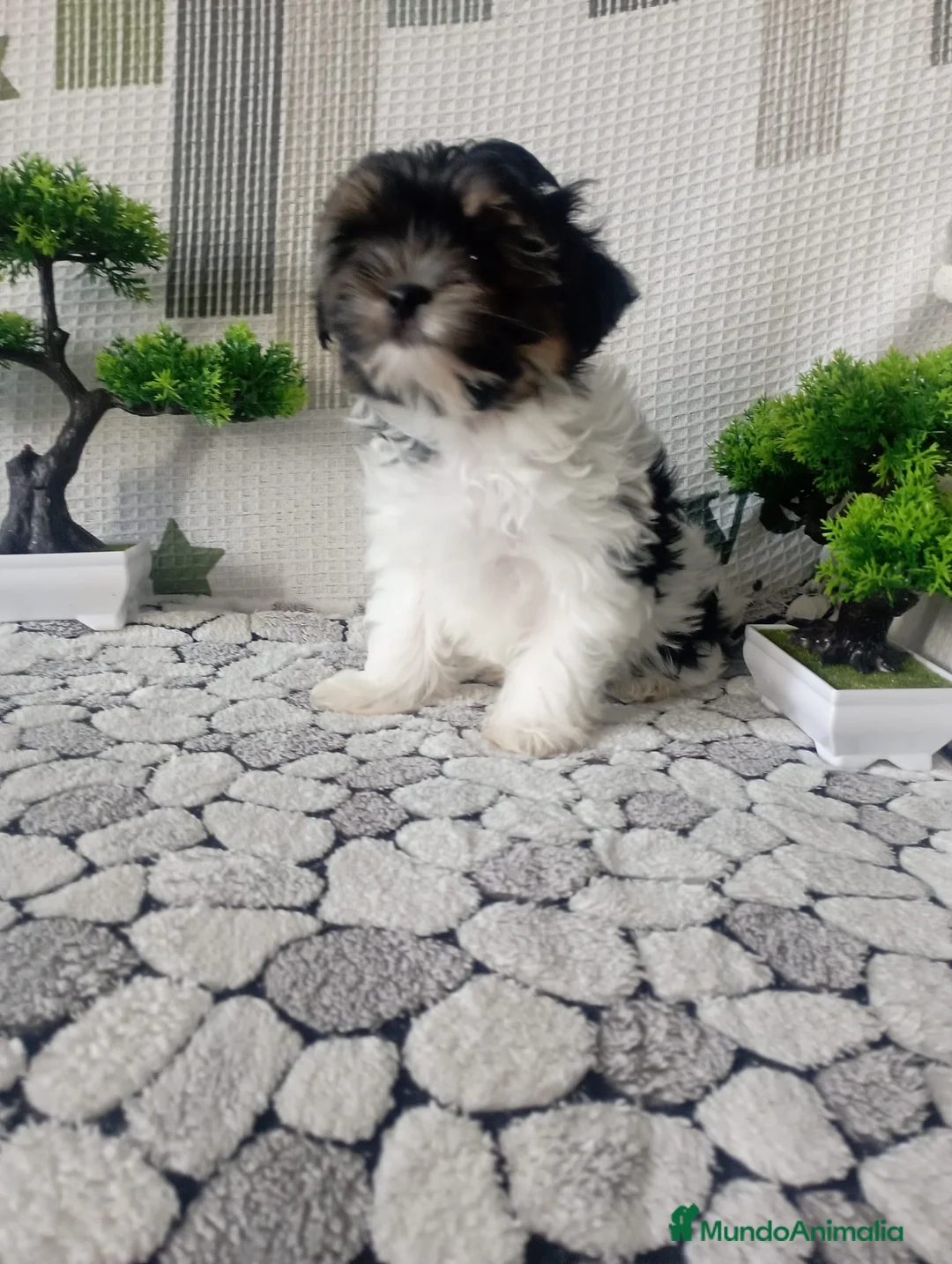 Biewer Yorkshire Terrier a la Pom Pon perros en venta: MACHO BIEWER en Madrid - Anuncio 4
