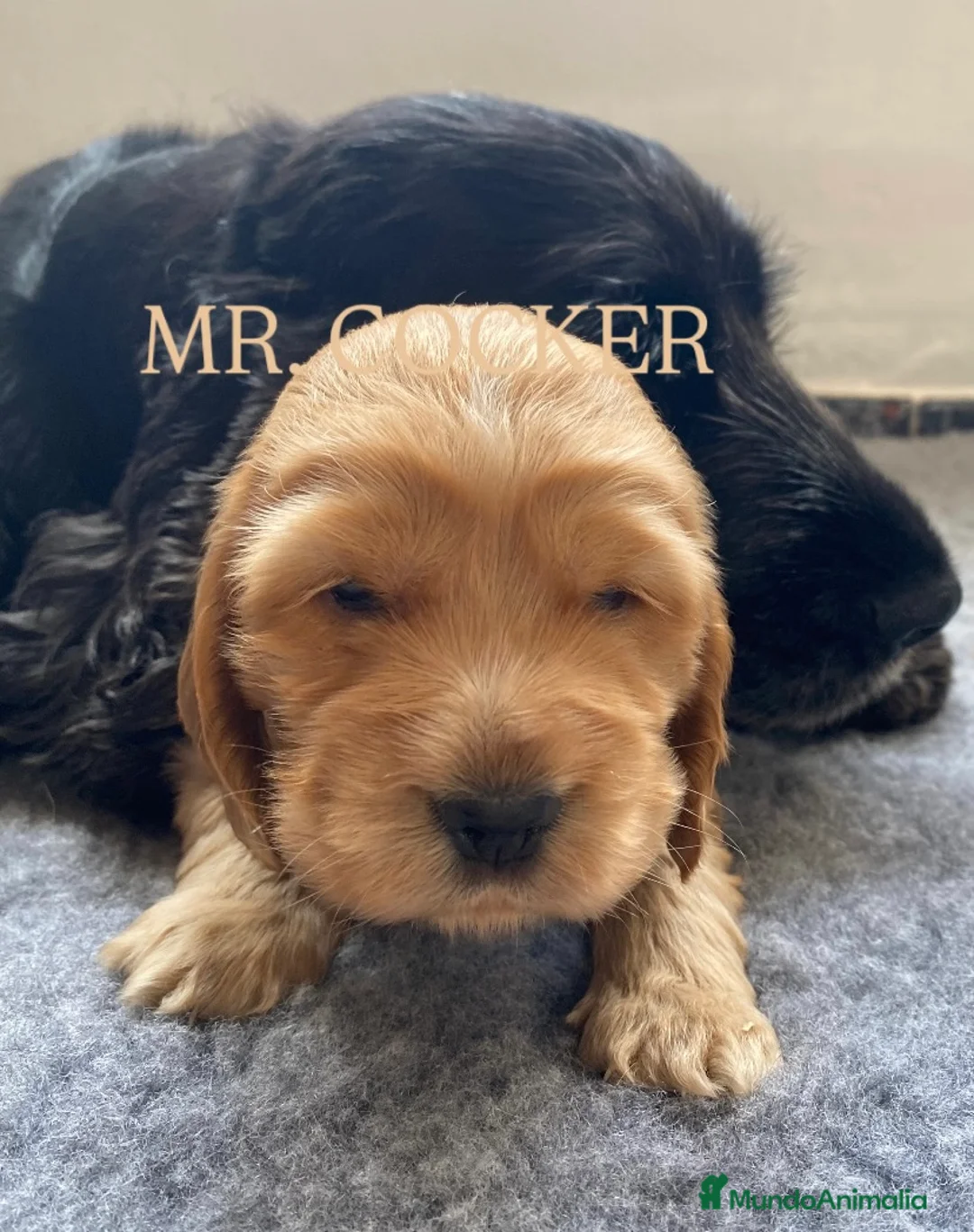 Cocker Spaniel Inglés perros en venta: CACHORRO COCKER SPANIEL INGLÉS  - Anuncio 7