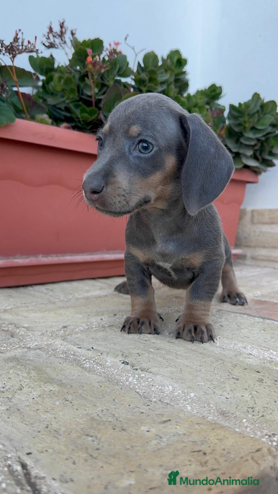 Teckel Miniatura perros TECKEL MINIATURA – UNA PEQUEÑA MUY ESPECIAL  - Anuncio 1