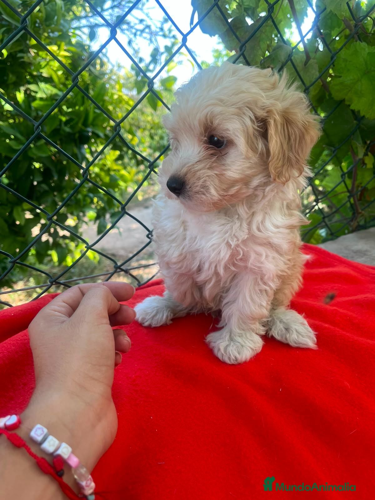 Maltipoo perros MALTIPOO EXCLUSIVOS - Anuncio 1