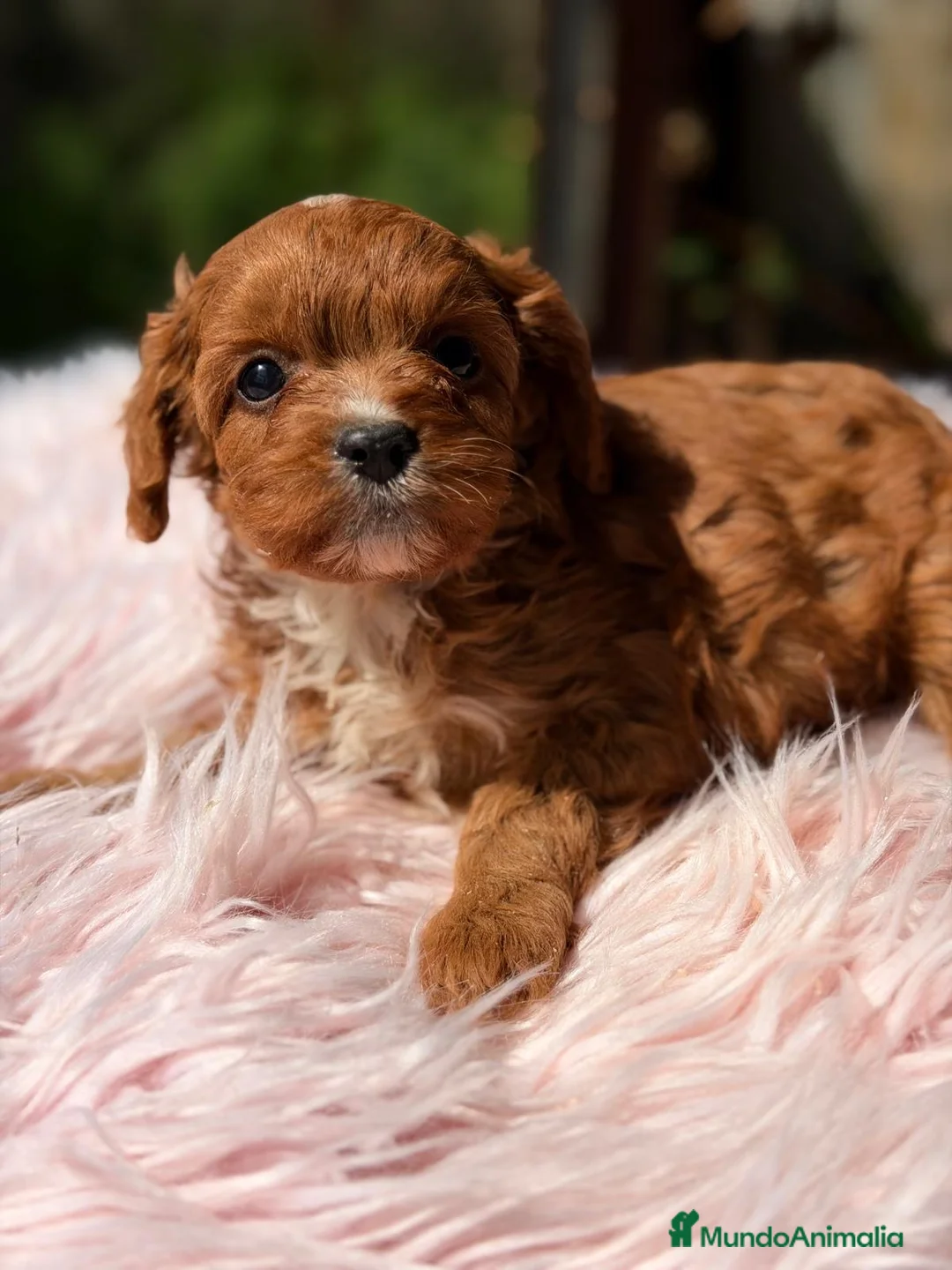 Cavapoo perros en venta: CAVAPOO ROJO INTENSO MINI - Anuncio 5