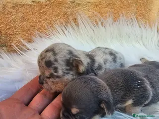 Chihuahua perros CACHORRO DE CHIHUAHUA - Anuncio 1