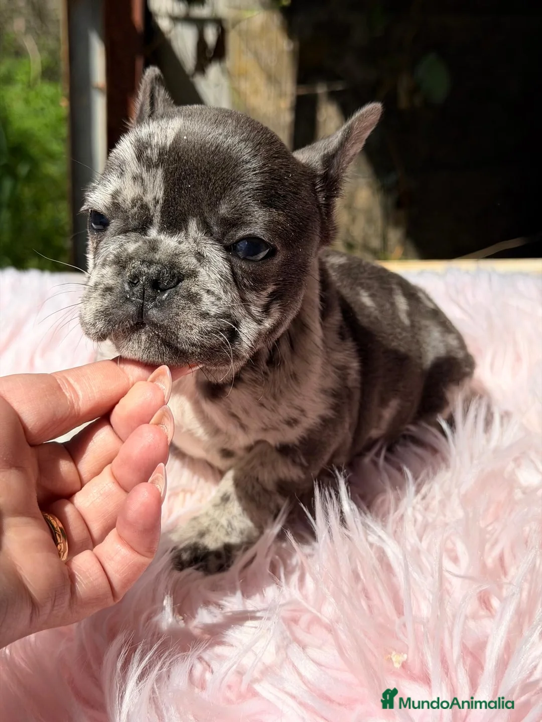 Bulldog Francés perros en venta: BULLDOF FRANCÉS HEMBRA MERLE - Anuncio 6