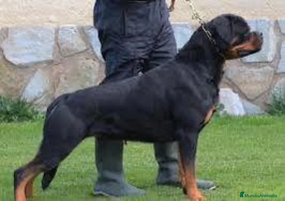Rottweiler perros en venta: Cahorro Rottweiler - Anuncio 2