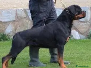 Rottweiler perros Cahorro Rottweiler - Anuncio 2