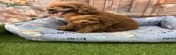 Caniche Toy perros en venta: Caniche toy muy bonitos hembra disponible  - Anuncio 6