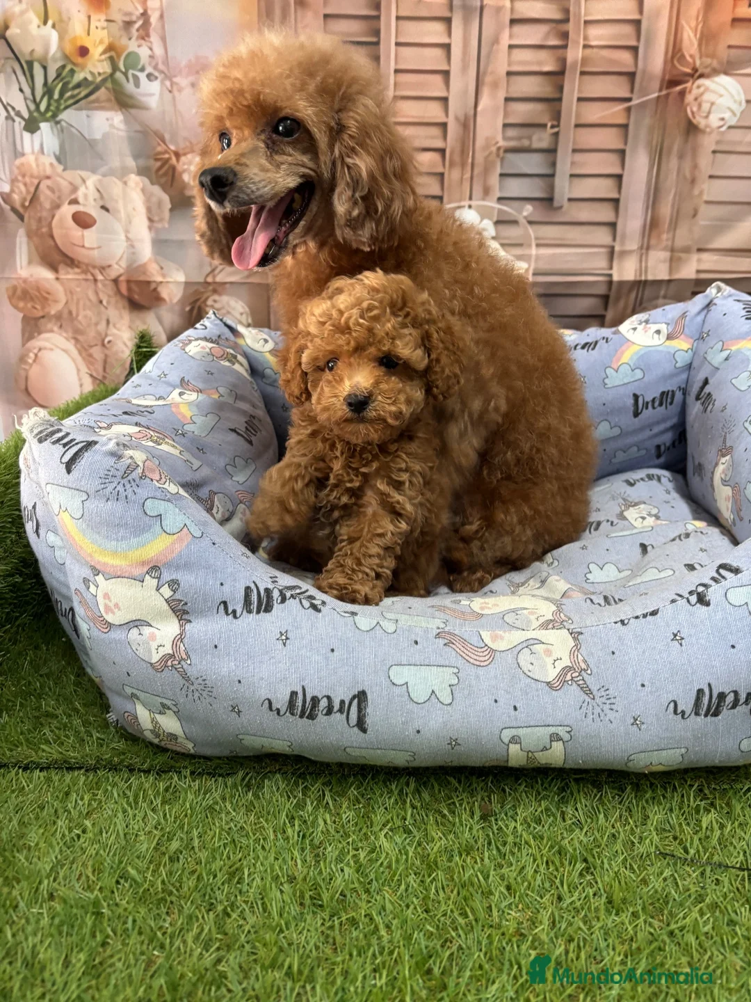 Caniche Toy perros en venta: Caniche toy muy bonitos hembra disponible  - Anuncio 6