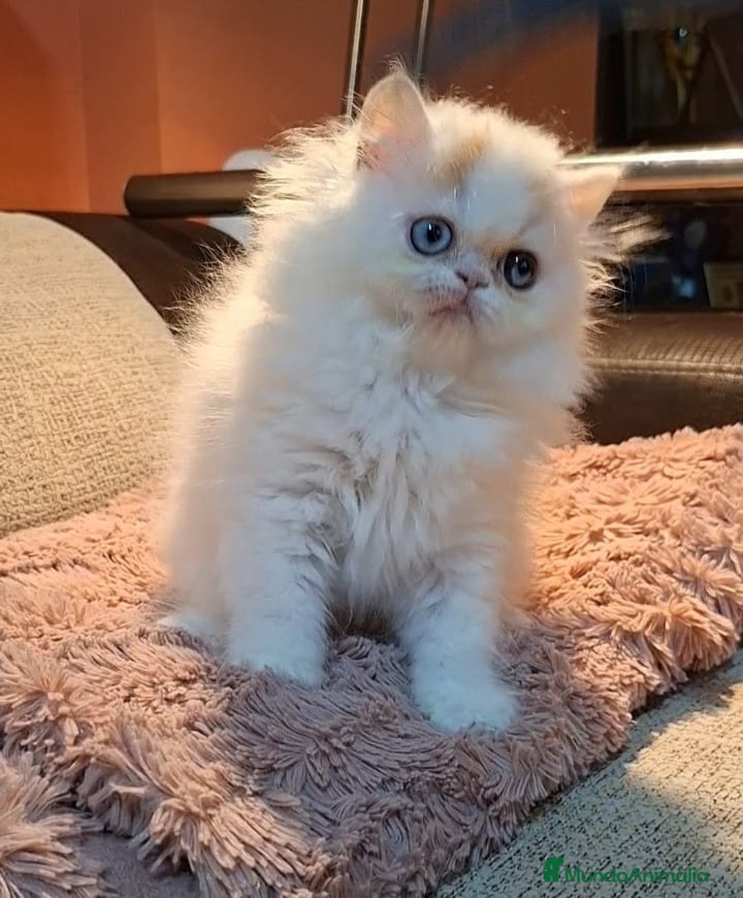 Persa gatos en venta: Precioso Gato Persa  - Anuncio 4