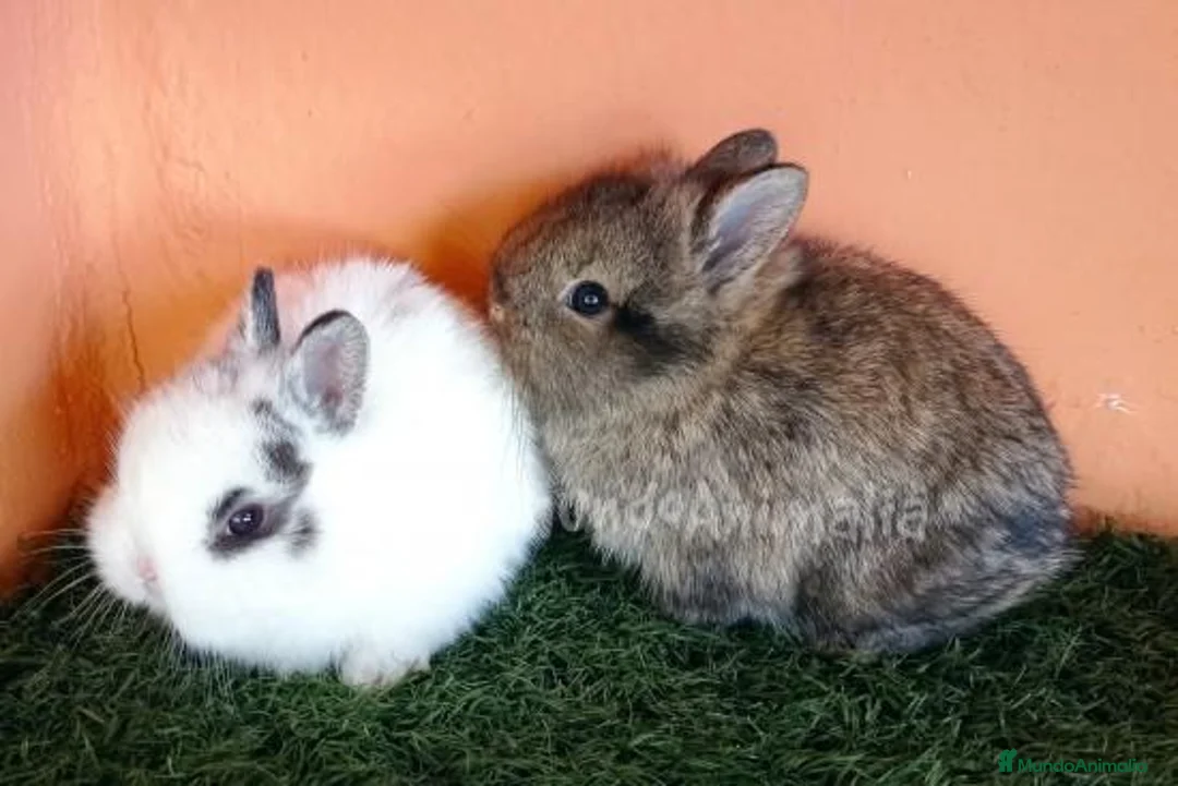 Imagen de galería {{count}}