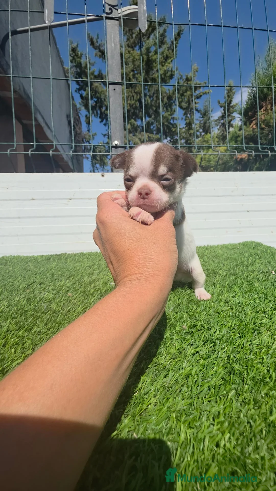 Chihuahua perros en venta: Chihuahuas luxury 604370339 - Anuncio 4