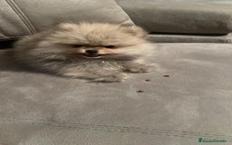 Pomerania perros en venta: Dulce bebé de Pomerania Toy - Imagen 1