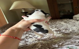 Bulldog Francés perros en venta: Bulldog francés  - Imagen 1