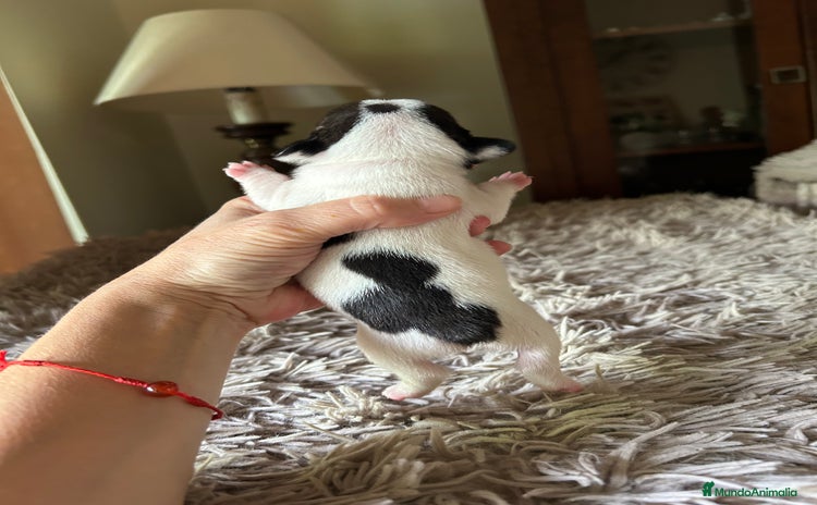 Bulldog Francés perros - Anuncio 2