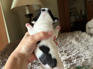 Bulldog Francés perros - Anuncio 4