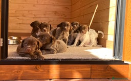 Braco Francés tipo Pirineos Talla Pequeña perros en venta: RESERVA DE CAMADA "E" DE BRACO BRANCÉS - Imagen 3