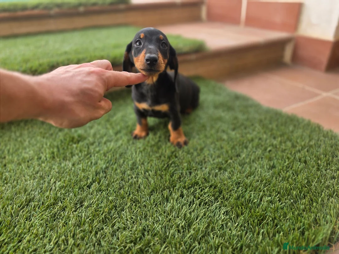 Teckel Miniatura perros en venta: TECKEL MINIATURA - Anuncio 2