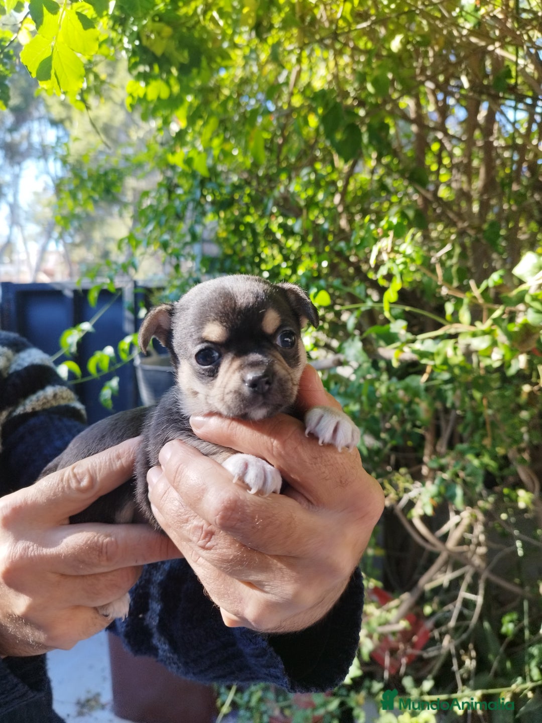 Chihuahua perros en venta: CHIHUAHUAS EXCLUSIVOS - Anuncio 2
