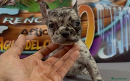Bulldog Francés perros en venta: Cachorros de Bulldog Frances. - Imagen 3