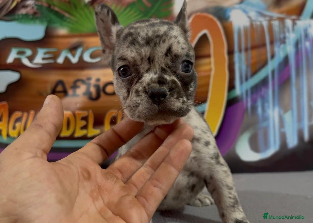 Bulldog Francés perros en venta: Cachorros de Bulldog Frances. - Imagen 3