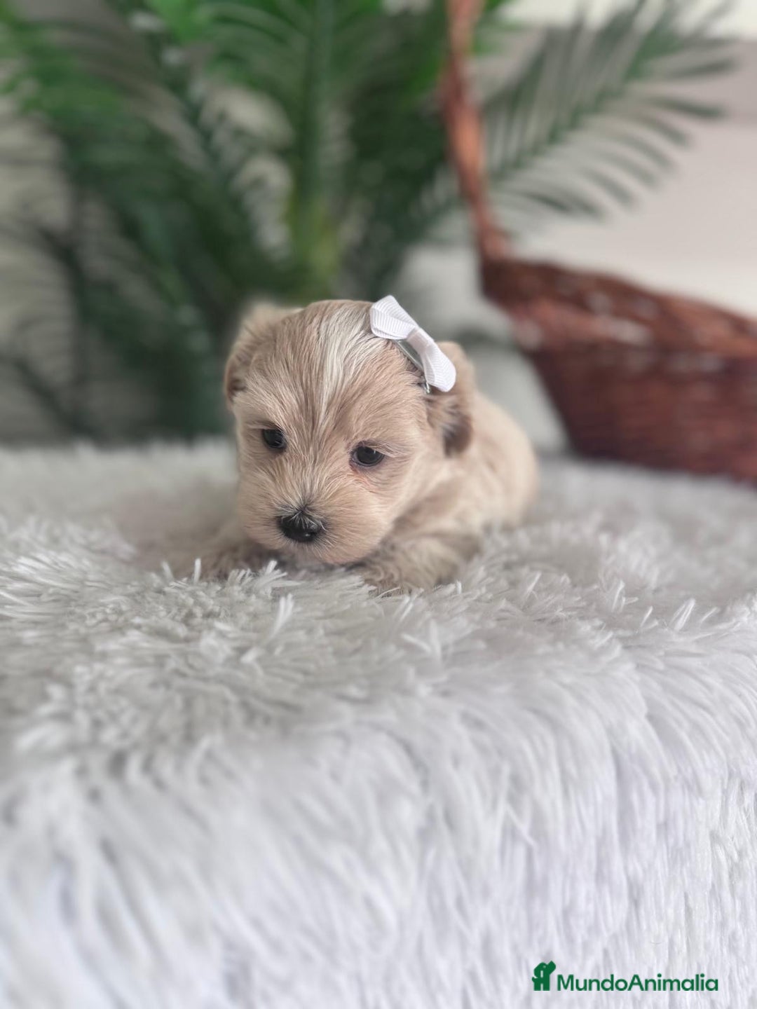 Maltipoo perros en venta: MALTIPOO MACHO - Imagen 7