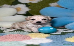 Maltipoo perros en venta: Maltipoo Mini Toy en Madrid - Imagen 1