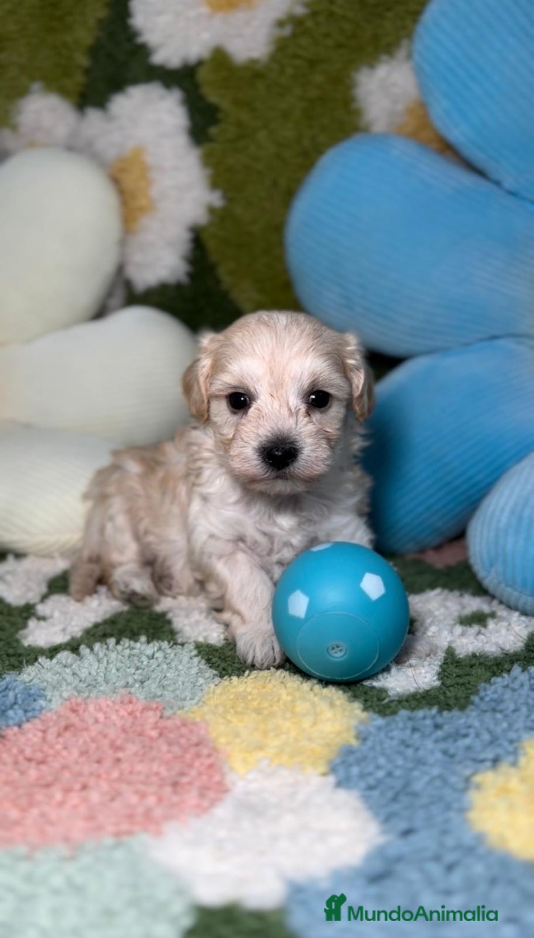 Maltipoo perros en venta: Maltipoo Mini Toy en Madrid - Imagen 1
