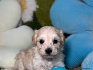 Maltipoo perros en Madrid - Anuncio 18