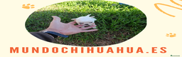 Chihuahua perros en venta: IMPRESIONANTE  CHIHUAHUA   LINEA  TOY  - Anuncio 9