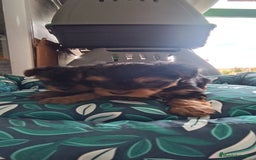 Yorkshire Terrier perros en venta: CACHORROS YORKSHIRE  - Anuncio 2