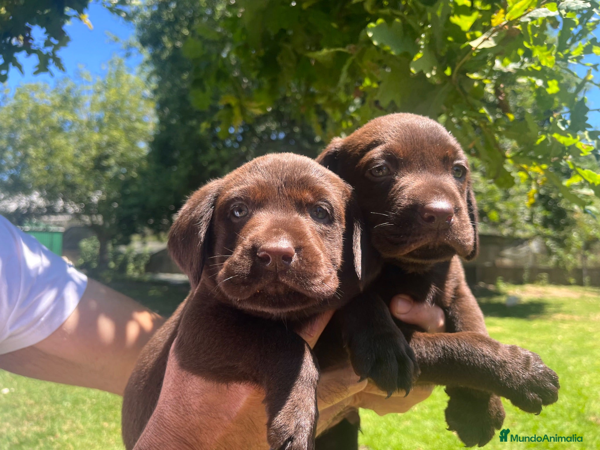 Labrador Retriever perros Cachorros Labrador Retriever  - Anuncio 1