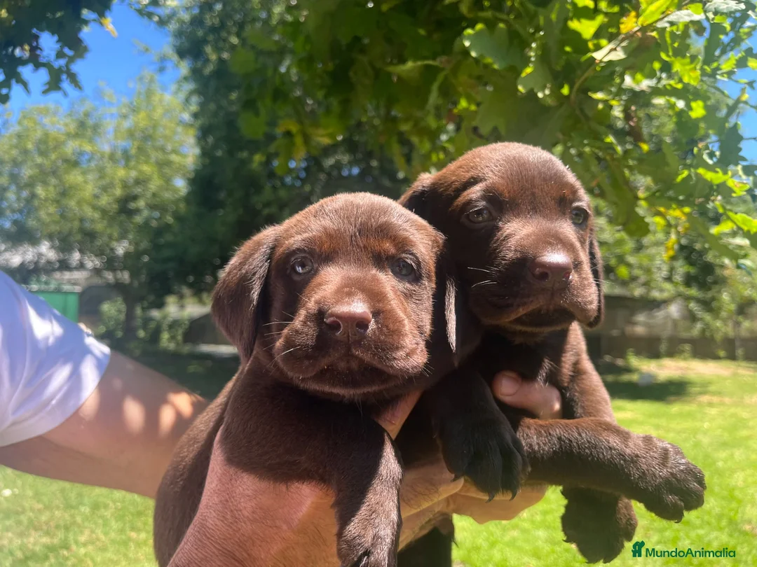 Labrador Retriever perros en venta: Cachorros Labrador Retriever  en Pontevedra - Anuncio 1