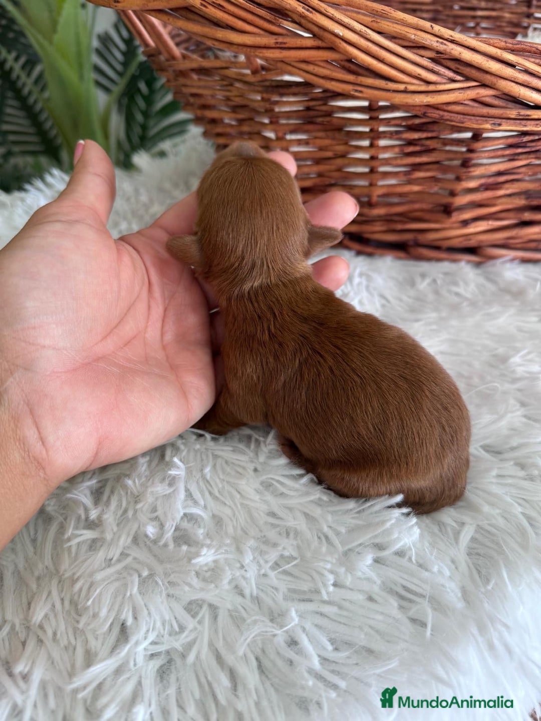 Maltipoo perros en venta: MALTIPOO ROJO MACHO - Imagen 4