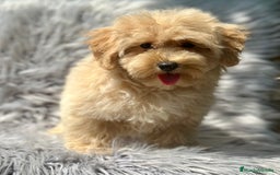 Maltipoo perros en venta: MACHITOS MALTIPOO DISPONIBLES - Imagen 5