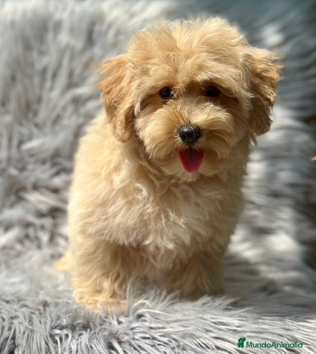Maltipoo perros en venta: MACHITOS MALTIPOO DISPONIBLES - Imagen 5