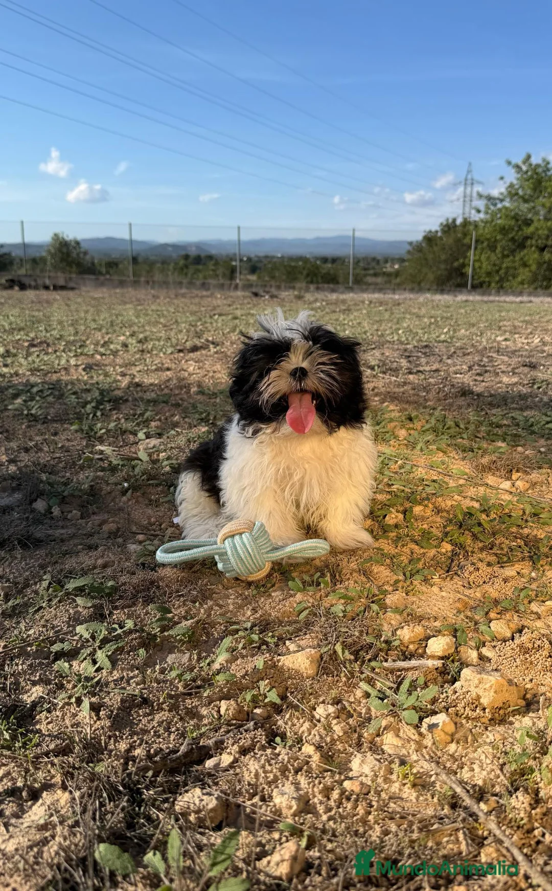 Shih Tzu perros en venta: SHIH TZU MACHO 💙 DISPONIBLE - Anuncio 2