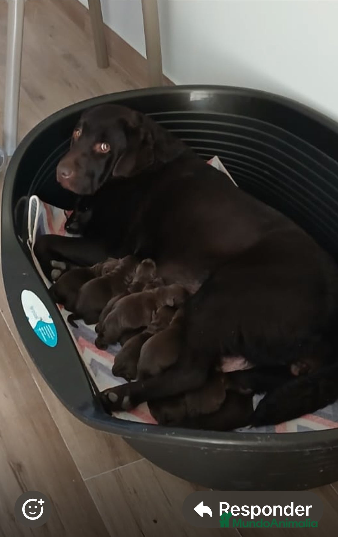 Labrador Retriever perros Cachorros de labrador chocolate top - Anuncio 11