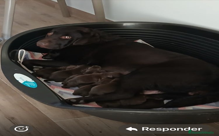 Labrador Retriever perros Cachorros de labrador chocolate top - Anuncio 1