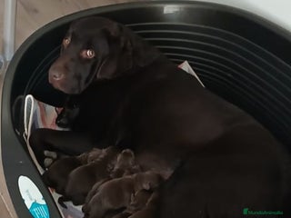 Labrador Retriever perros Cachorros de labrador chocolate top - Anuncio 1